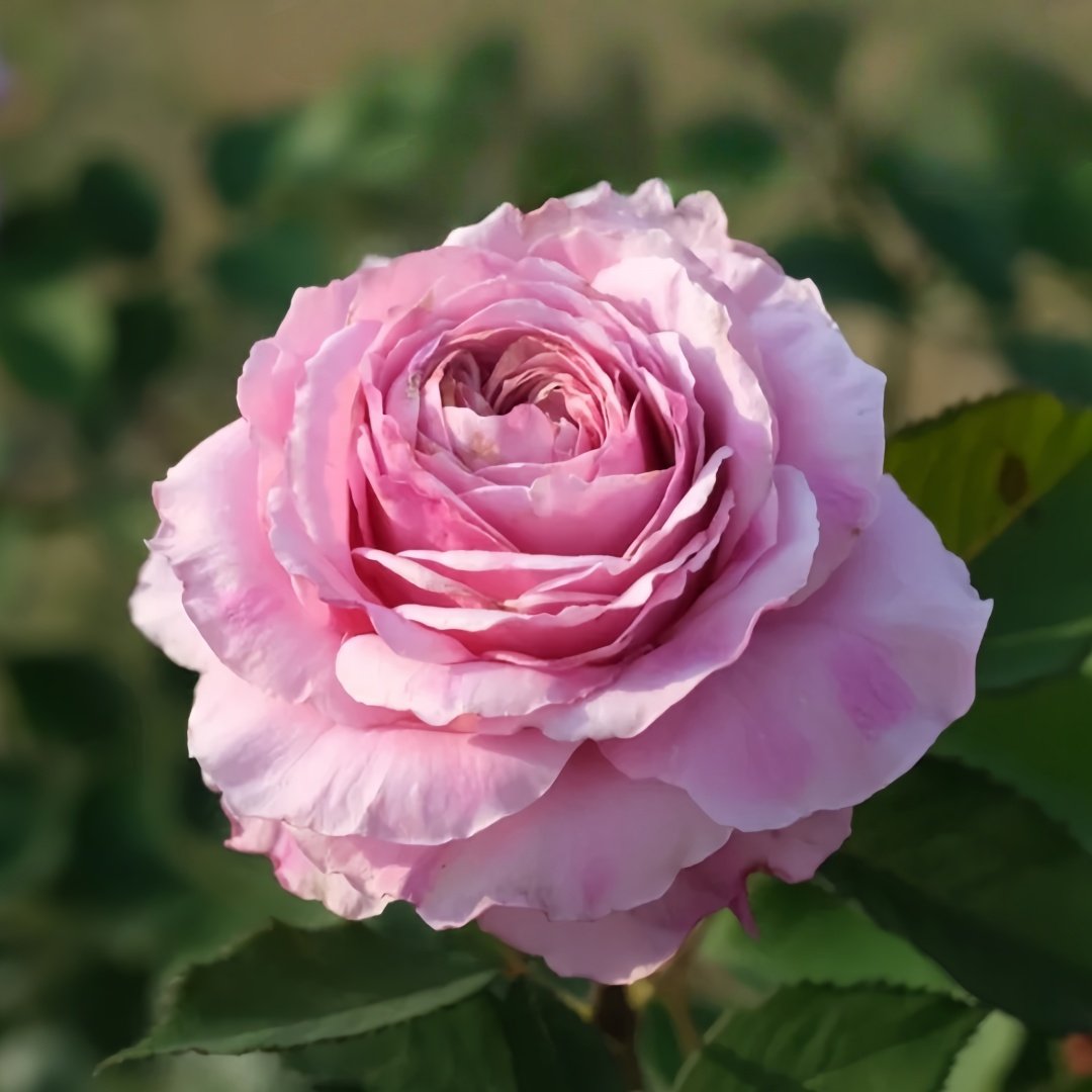 Jardin Parfumen Amoureuse Rose Plant｜禁忌感官 image 5