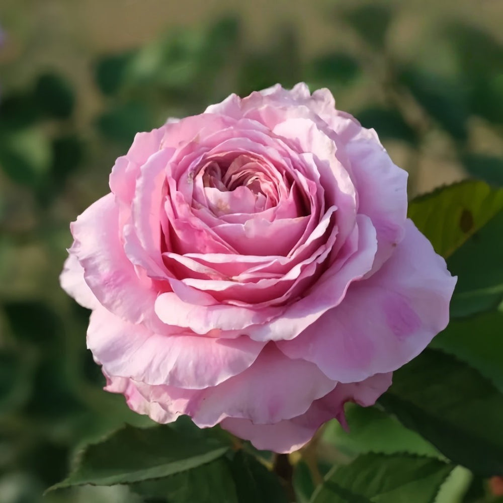 Jardin Parfumen Amoureuse Rose Plant｜禁忌感官 image 5