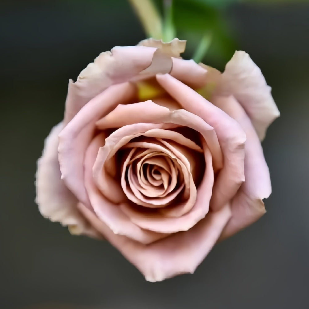 Amnesia Rose Plant|失忆 image 6