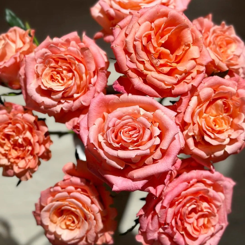 Yanluo Rose Plant|烟罗 image 0