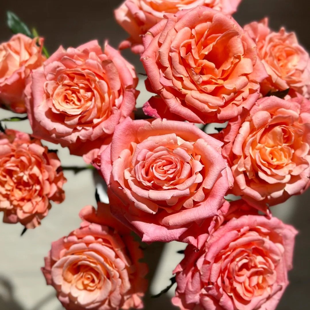 Yanluo Rose Plant|烟罗 image 0