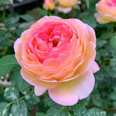 Rosomane Janon Rose Plant | 罗曼尼詹森 image 3