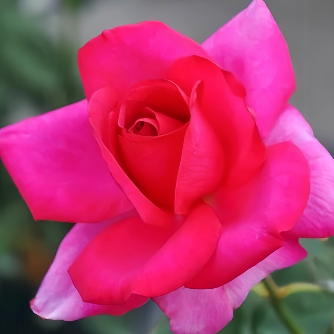 Parole Rose Plant|诉说 image 5