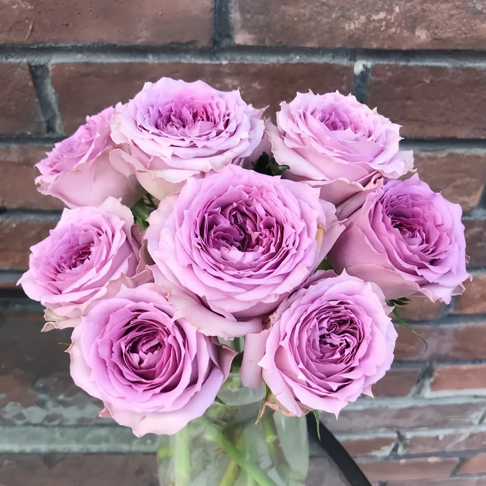 Country Spirit Song Rose Plant|乡村音乐 image 9