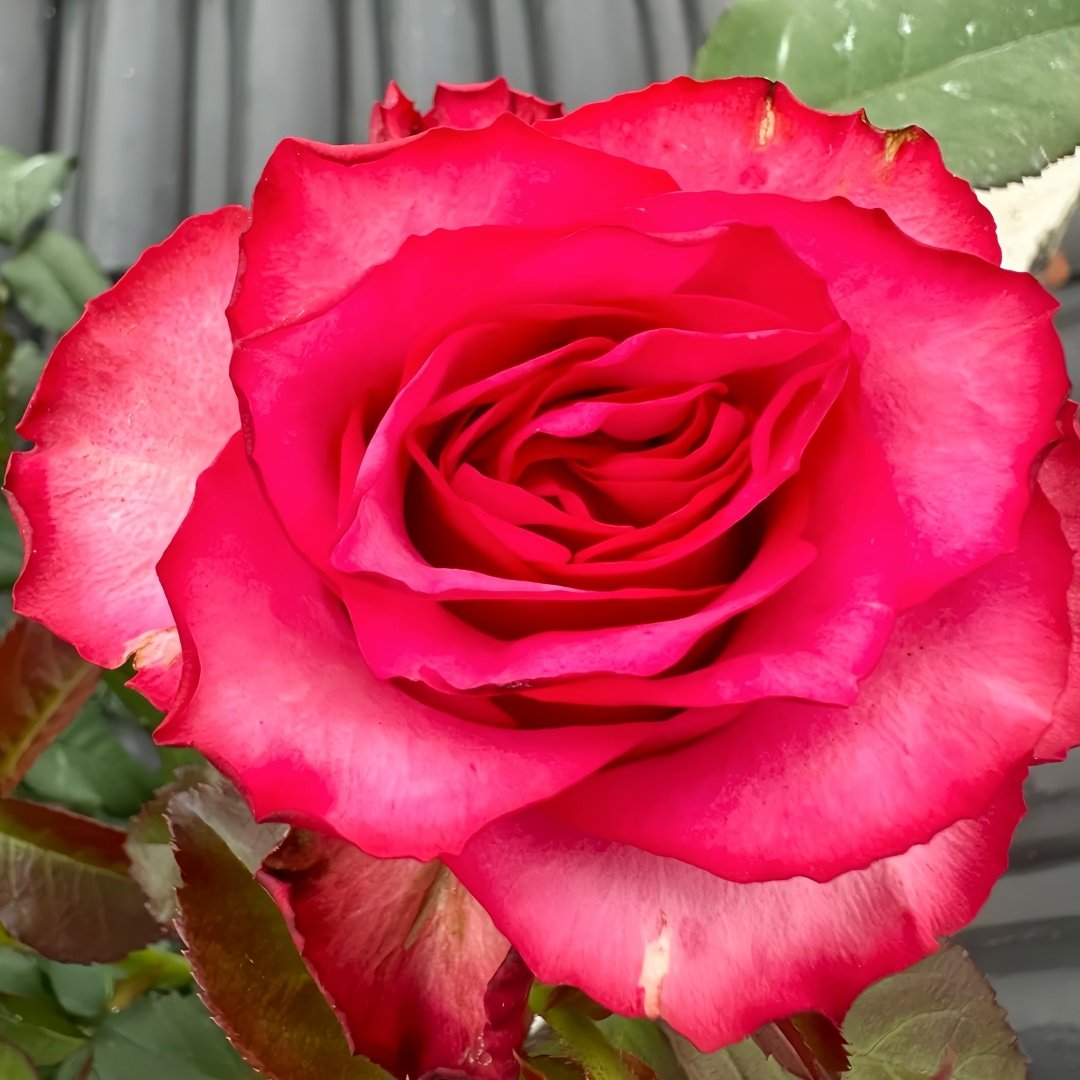 Lola Rose Plant|劳拉 image 4