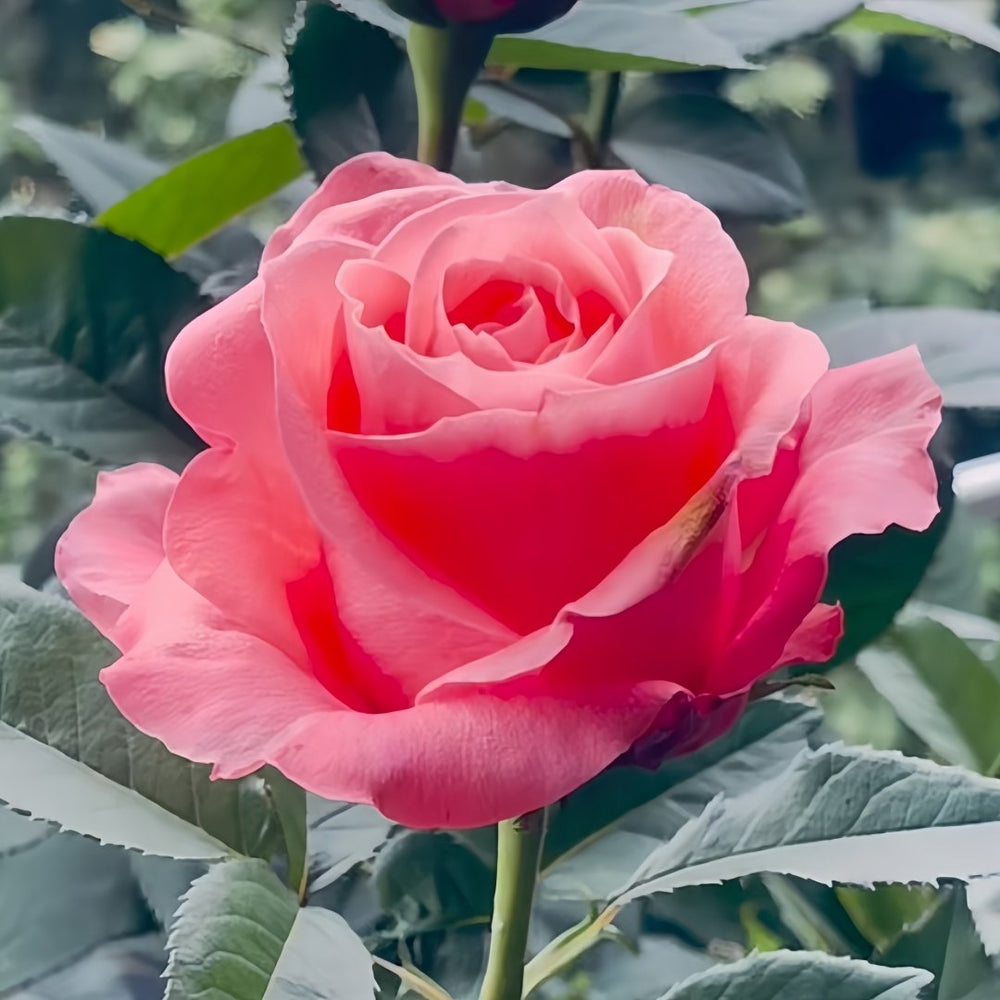 Mousse Rose Plant | 慕斯 image 1