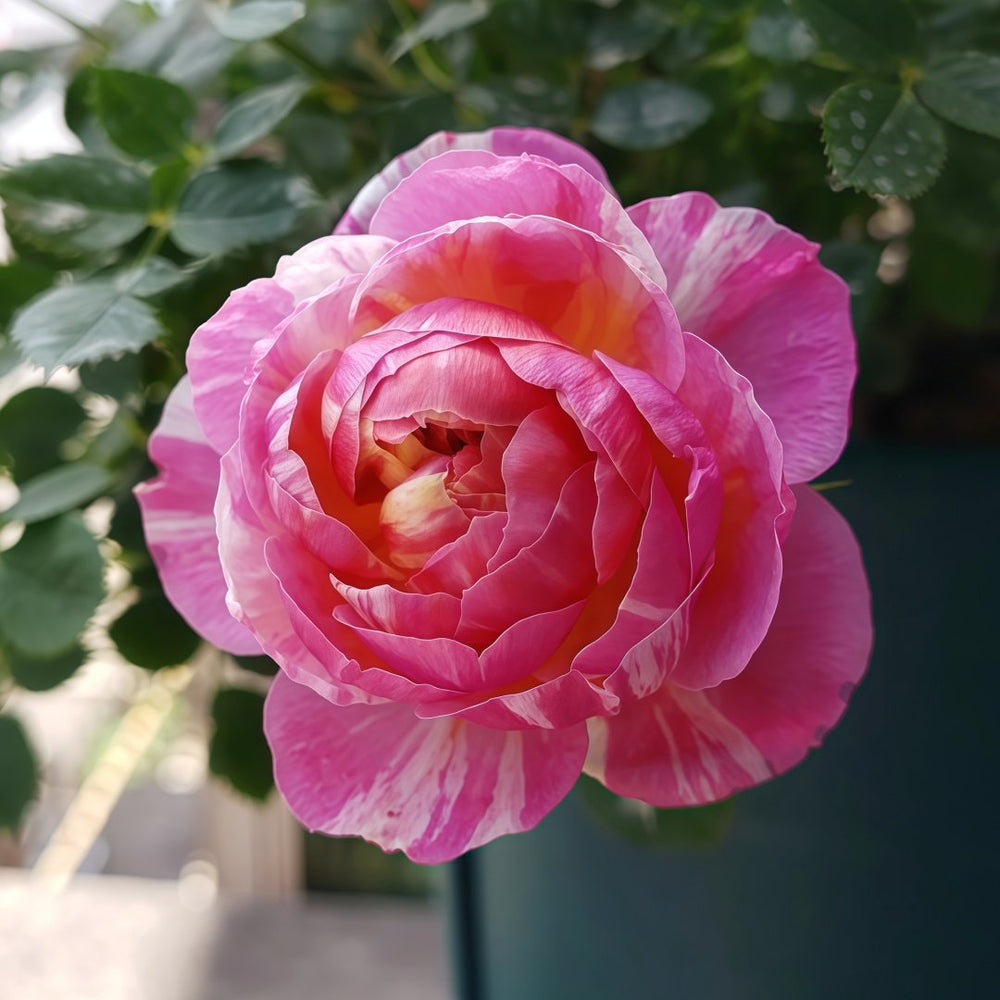 Cache Cache Rose Plant｜躲躲藏藏 image 5