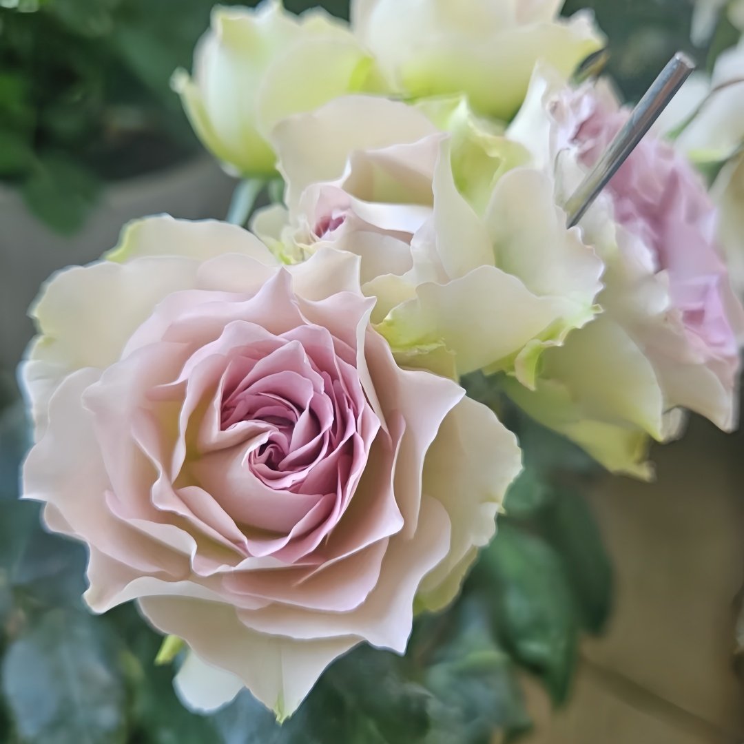 Lapis Veil Rose Plant | 青金石面纱 image 6