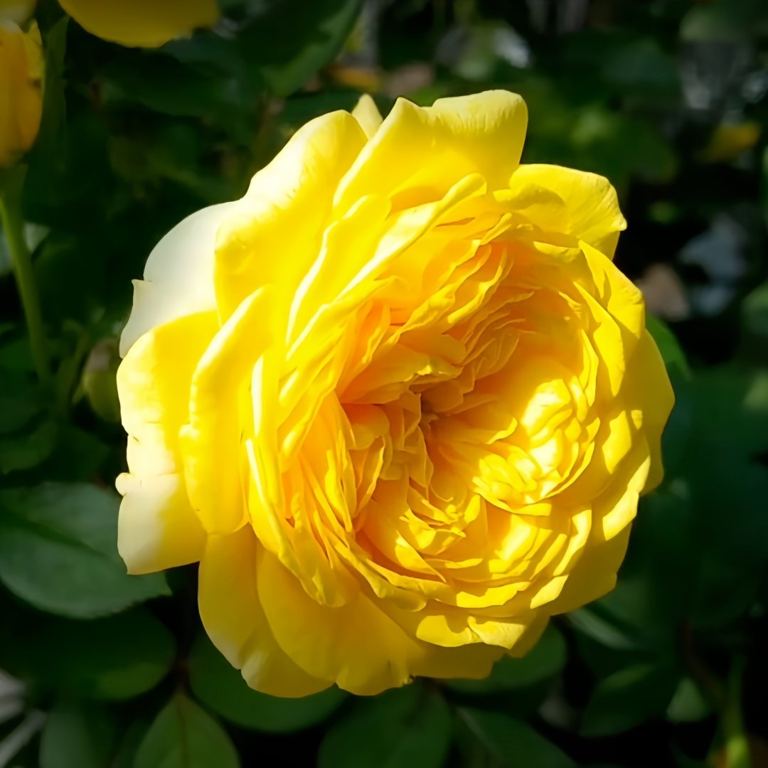 Inka Rose Plant|樱卡 image 5