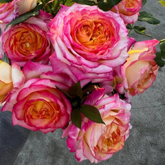 Pop Star Rose Plant|流行歌星 image 3