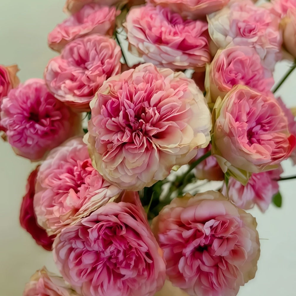Lovely Raspberry Rose Plant|可爱覆盆子/可爱树莓 image 2