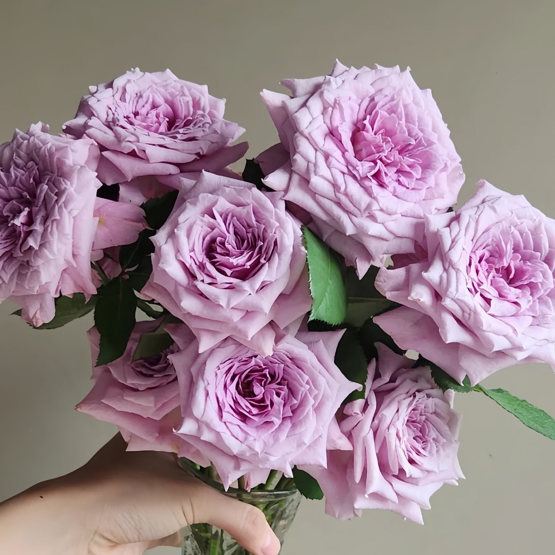 Colin Craven Rose Plant｜柯林克莱文 image 6