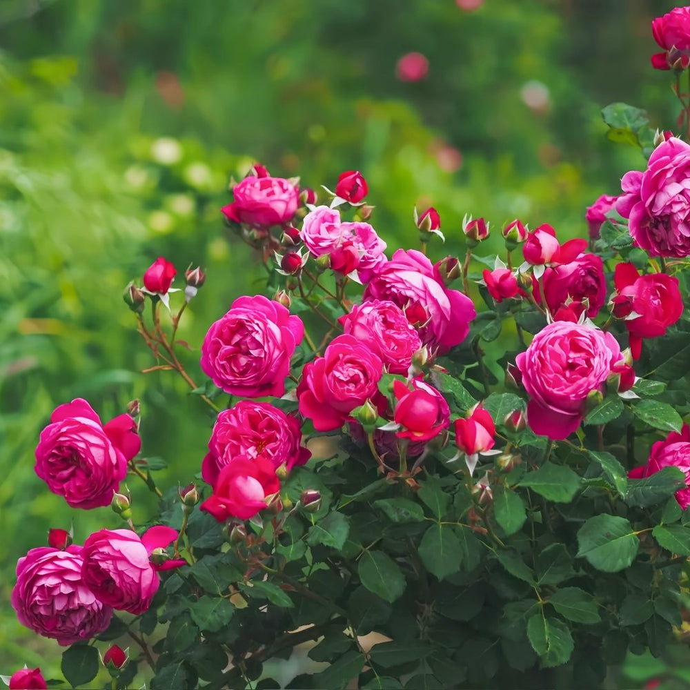 Cybelle Rose Plant｜熹蓓儿 image 5