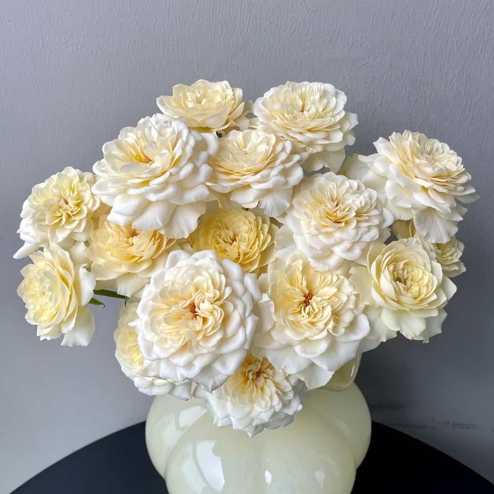 Yellow Mikoto Rose Plant|黄美琴 image 7