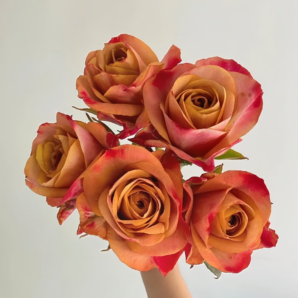 Symbol Rose Plant｜标志 image 2