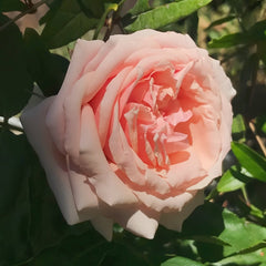 Parle moi Rose Plant｜侧耳倾听 image 3