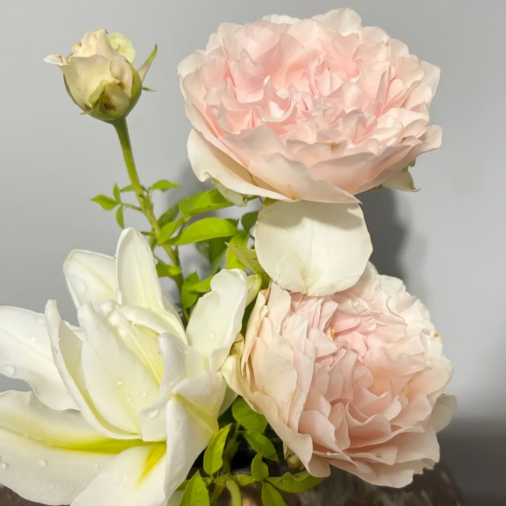 Violino Riche Rose Plant|风采小提琴 image 9