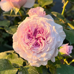 Ilias Rose Plant｜伊利亚特 image 2