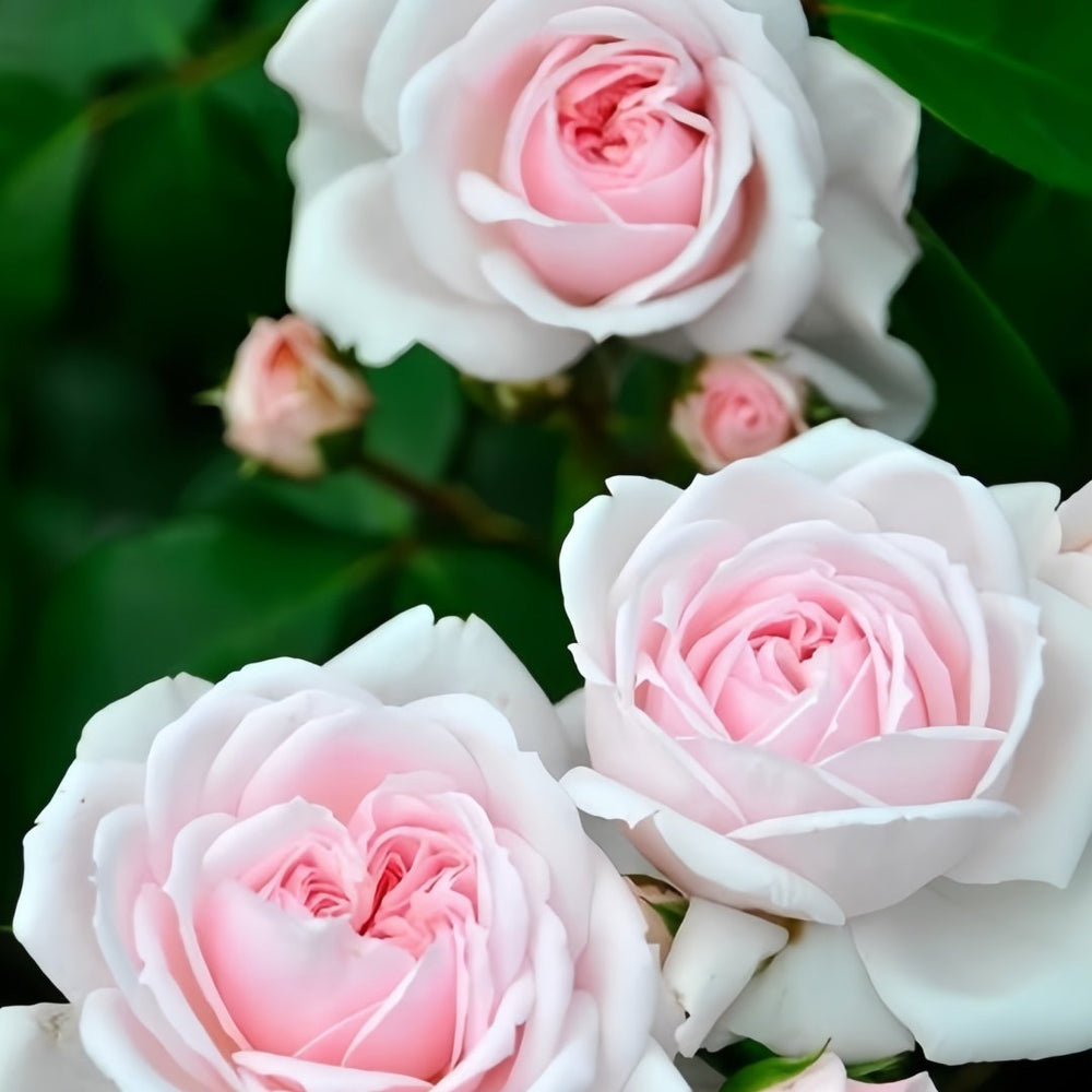 Cinderella Rose Plant|灰姑娘 image 3