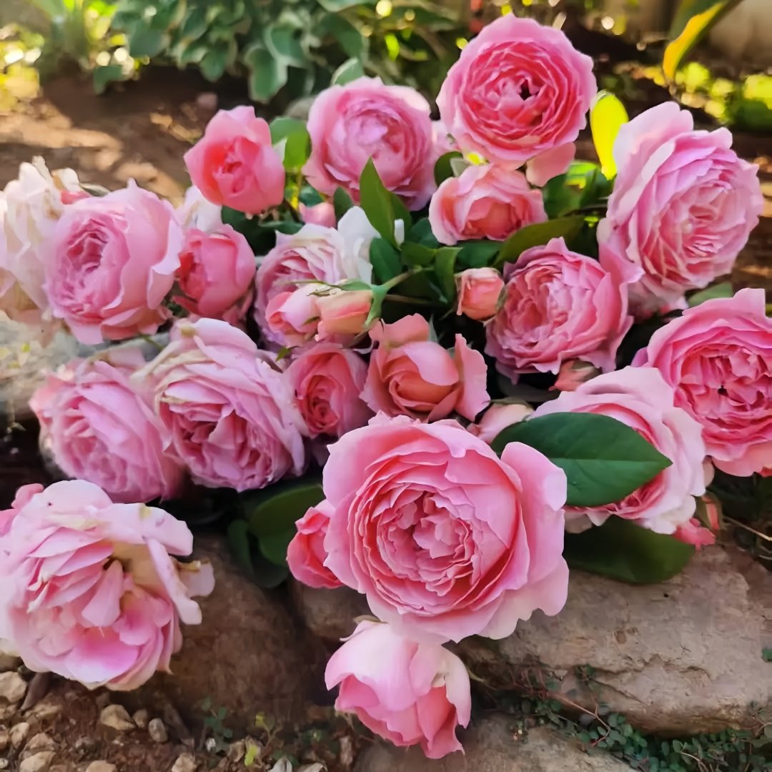 Anne-sophie Pic Rose Plant|安索菲比克 image 7