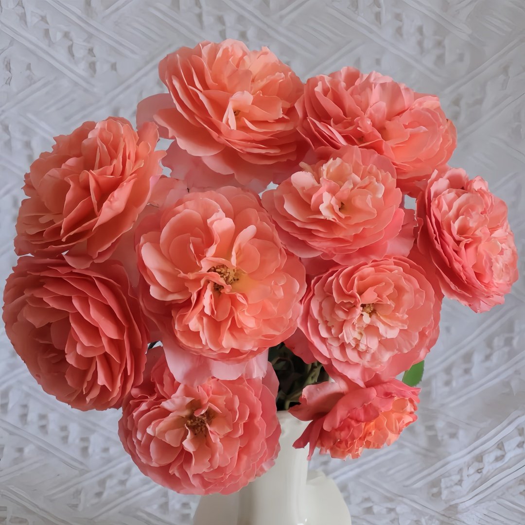 Kaori Kazari Rose Plant|香织装饰 image 7