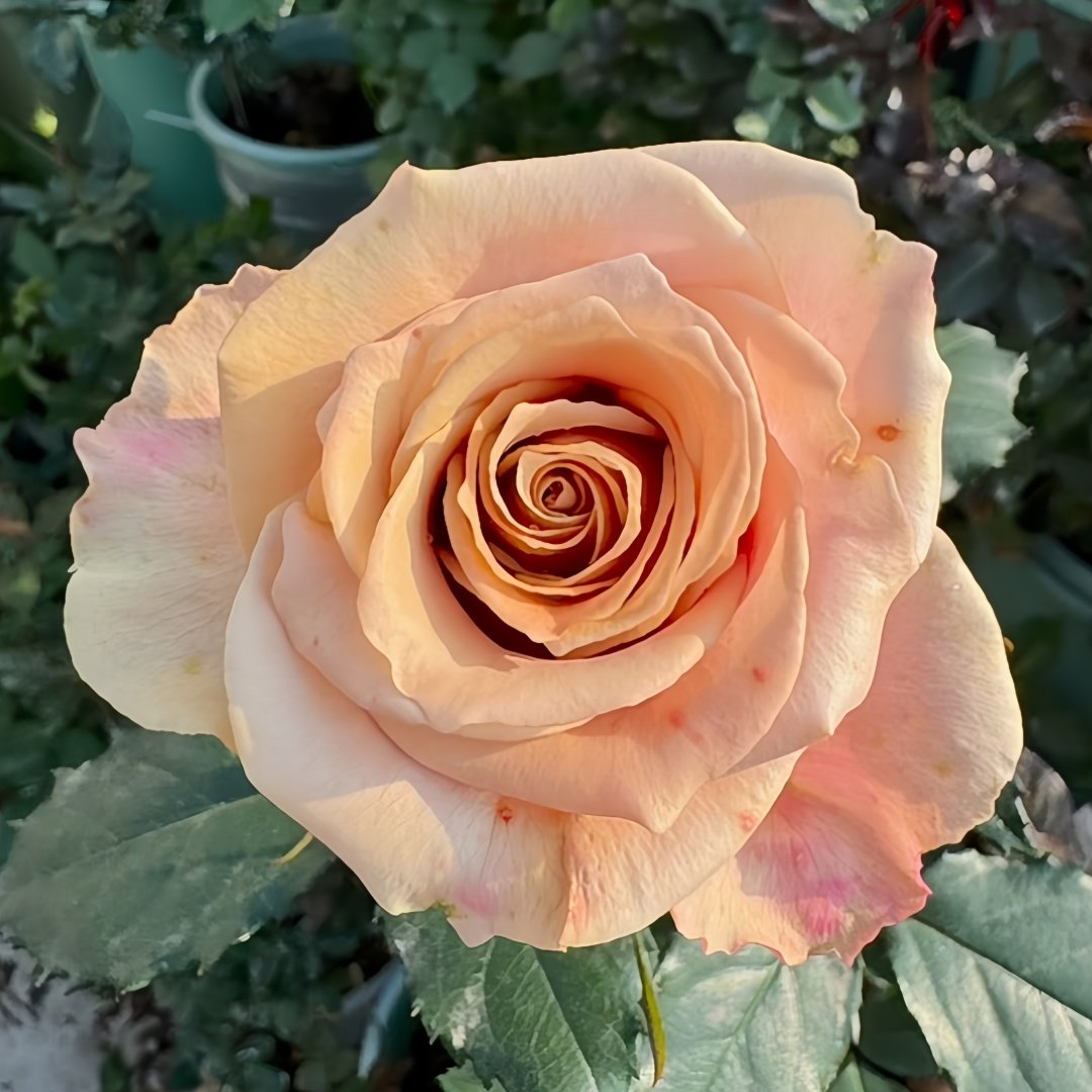 Brut Rose Plant｜布鲁特 image 8