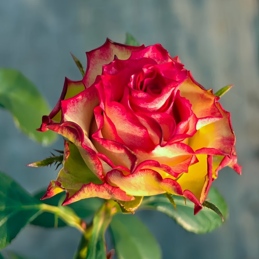 Absurda Rose Plant｜阿巴苏达/荒谬 image 2