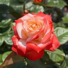 Farfalla Rose Plant｜法尔法拉 image 3