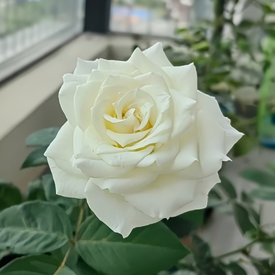 Tineke Rose Plant｜坦尼克 image 5