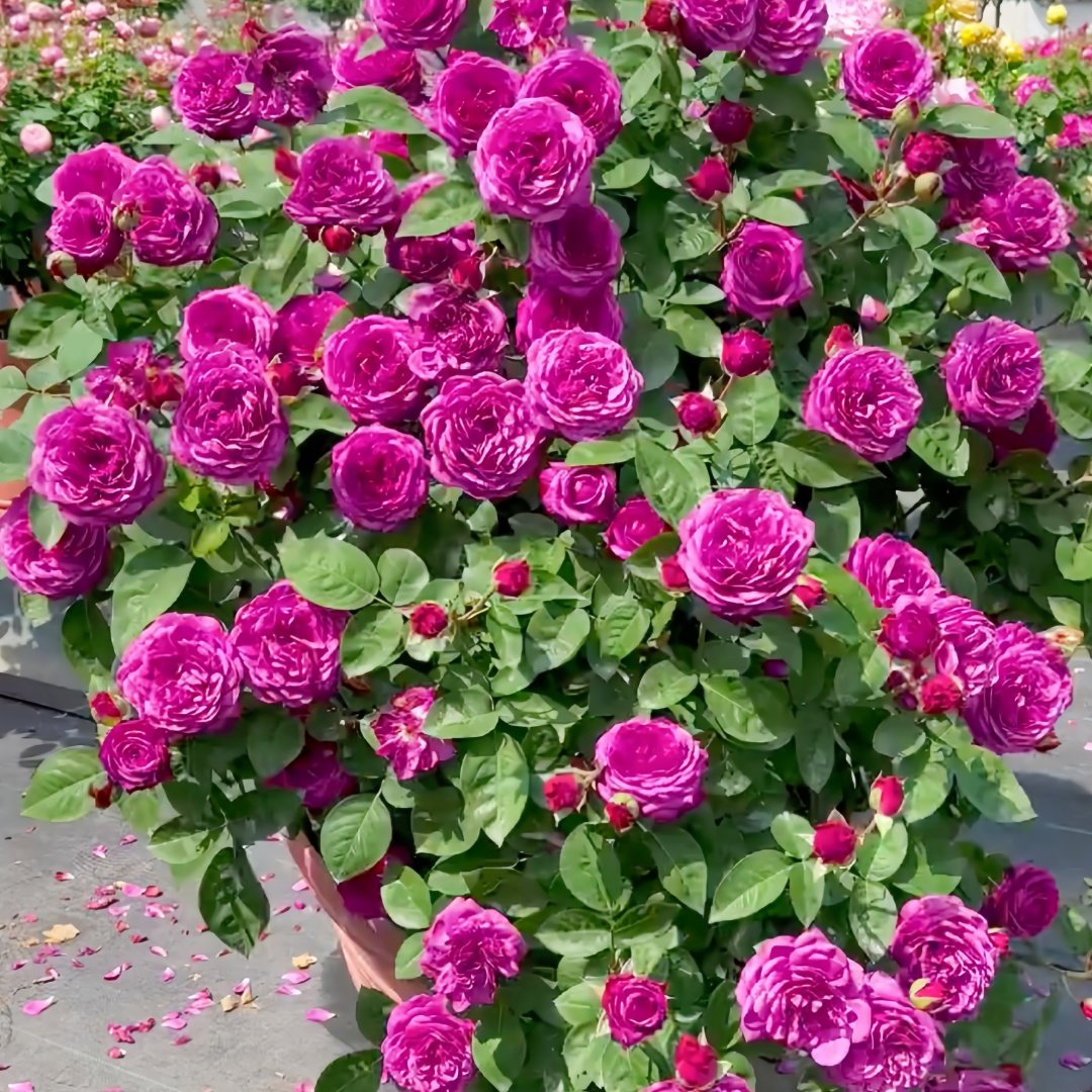 Heidi Klum Rose Plant｜海蒂克鲁姆 image 9
