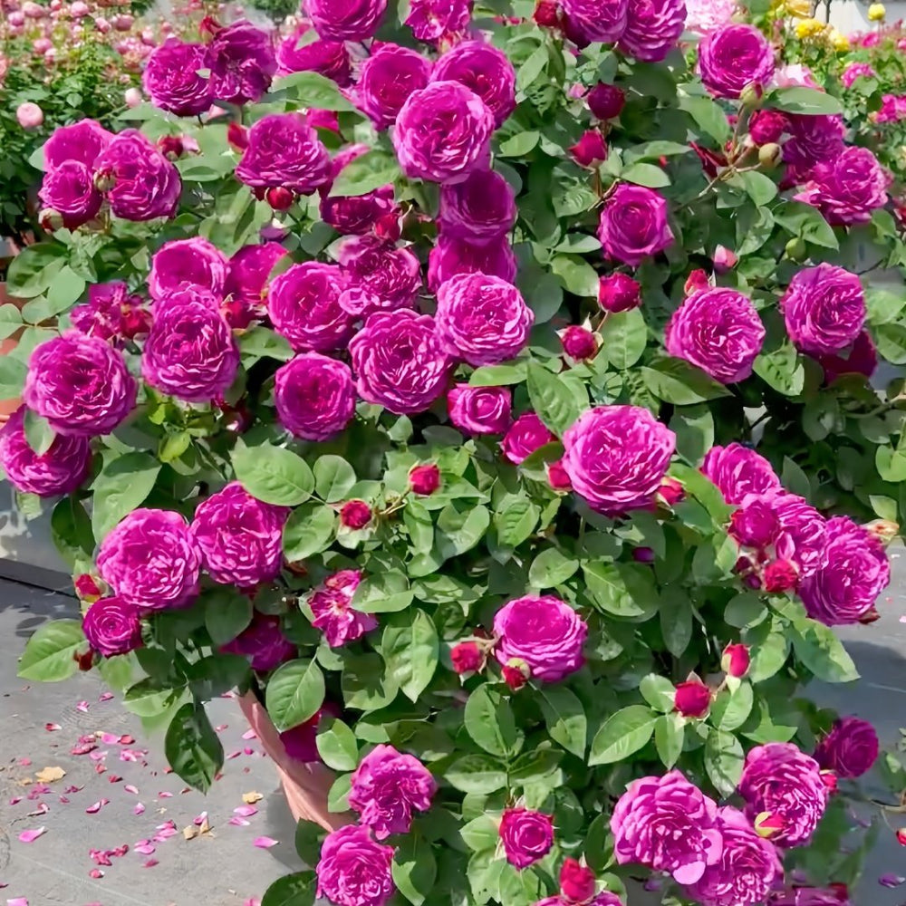 Heidi Klum Rose Plant｜海蒂克鲁姆 image 9