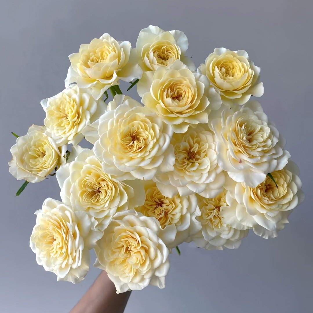 Yellow Mikoto Rose Plant|黄美琴 image 1