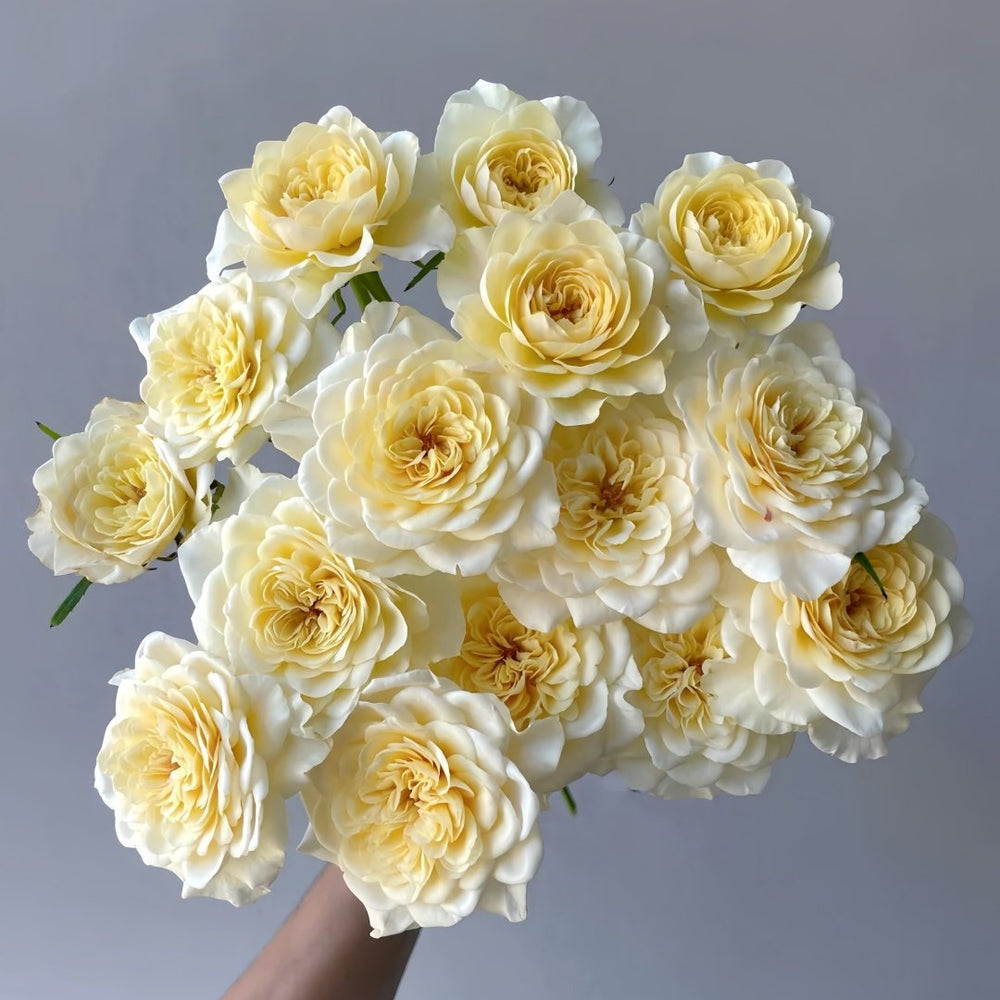 Yellow Mikoto Rose Plant|黄美琴 image 1