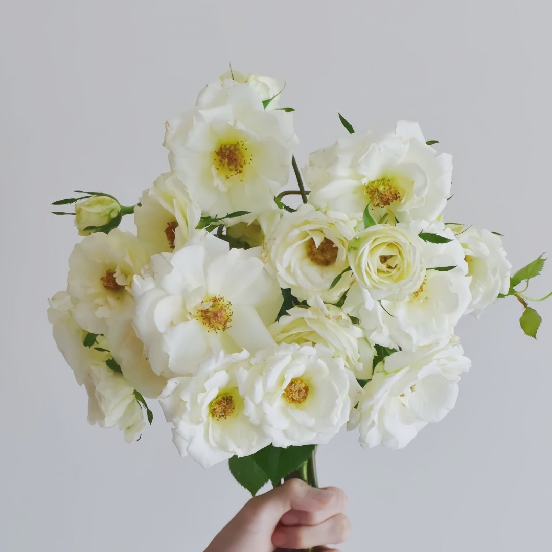 Mentor Rose Plant｜导师之花 image 9