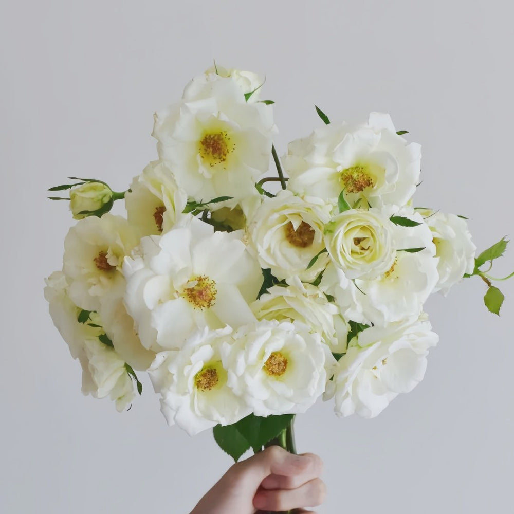 Mentor Rose Plant｜导师之花 image 9