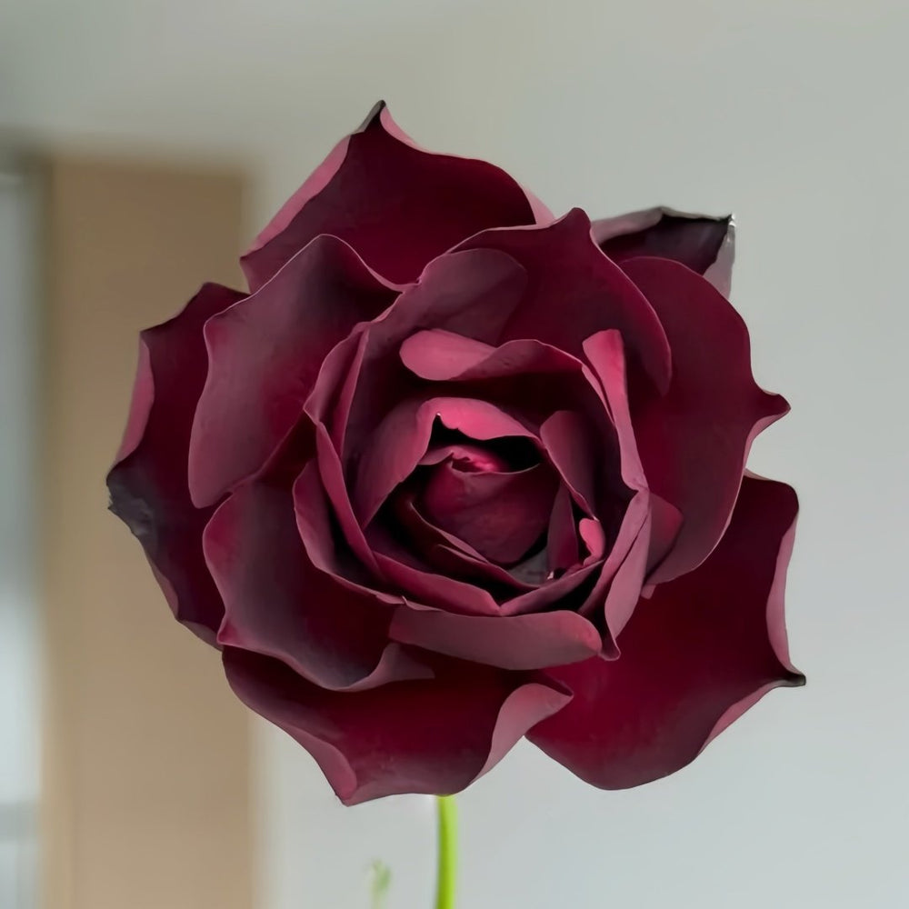 Louis XIV Rose Plant ｜路易十四 image 7