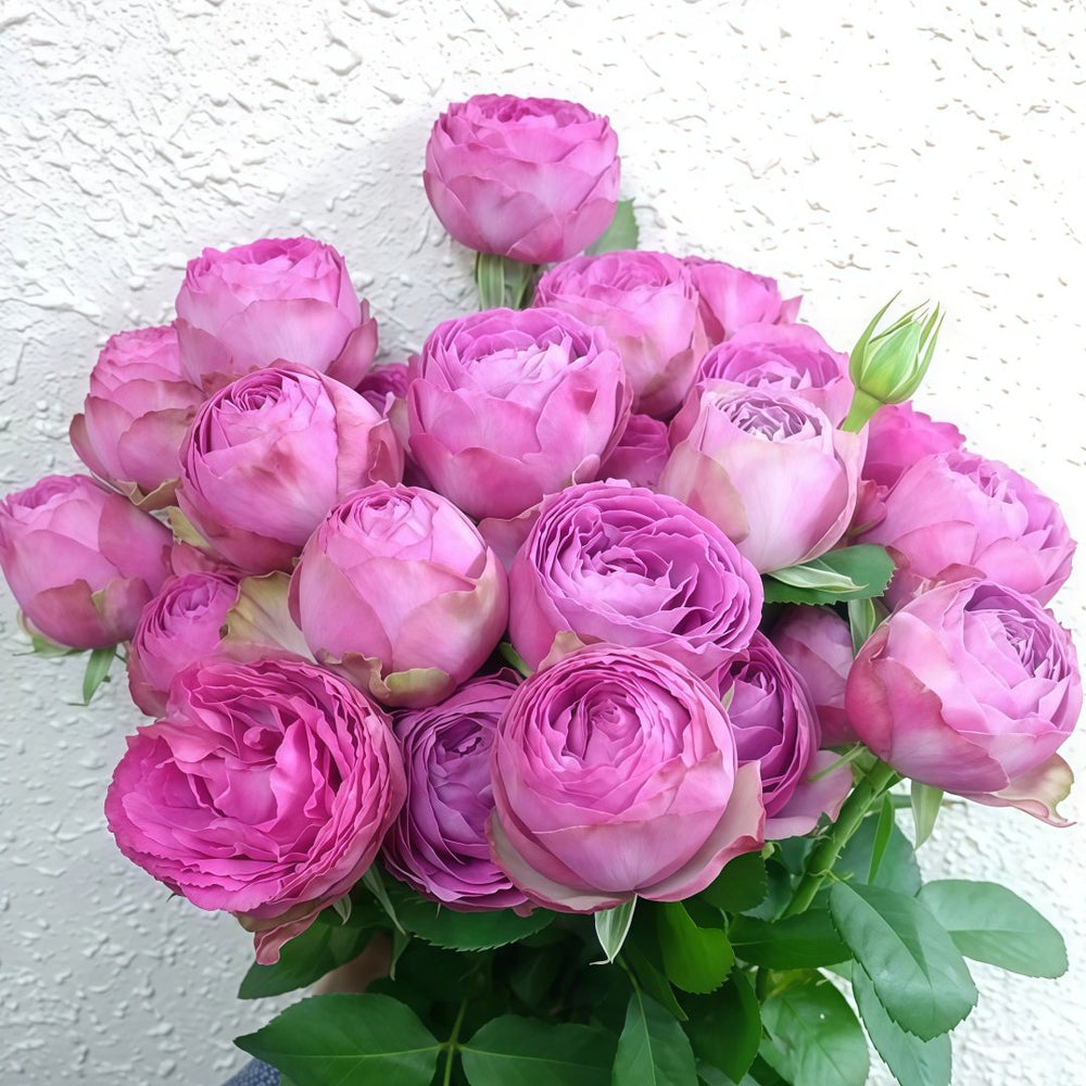 Lavender Lace Rose Plant | 薰衣草蕾丝 image 9