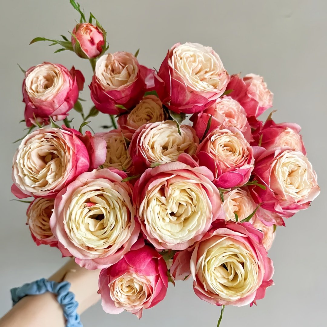 Bico Baby Romantica Rose Plant|浪漫比克 image 8