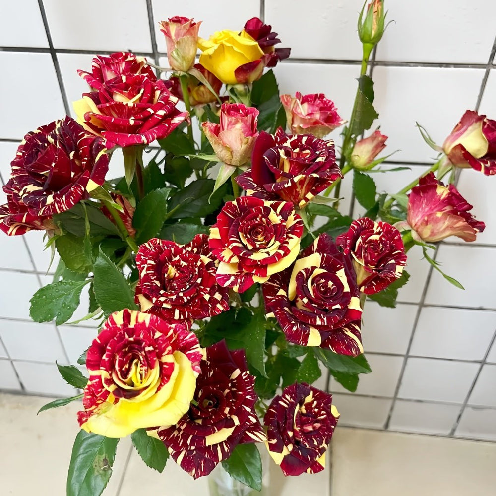 Abracadabra Rose Plant|流星雨 image 6