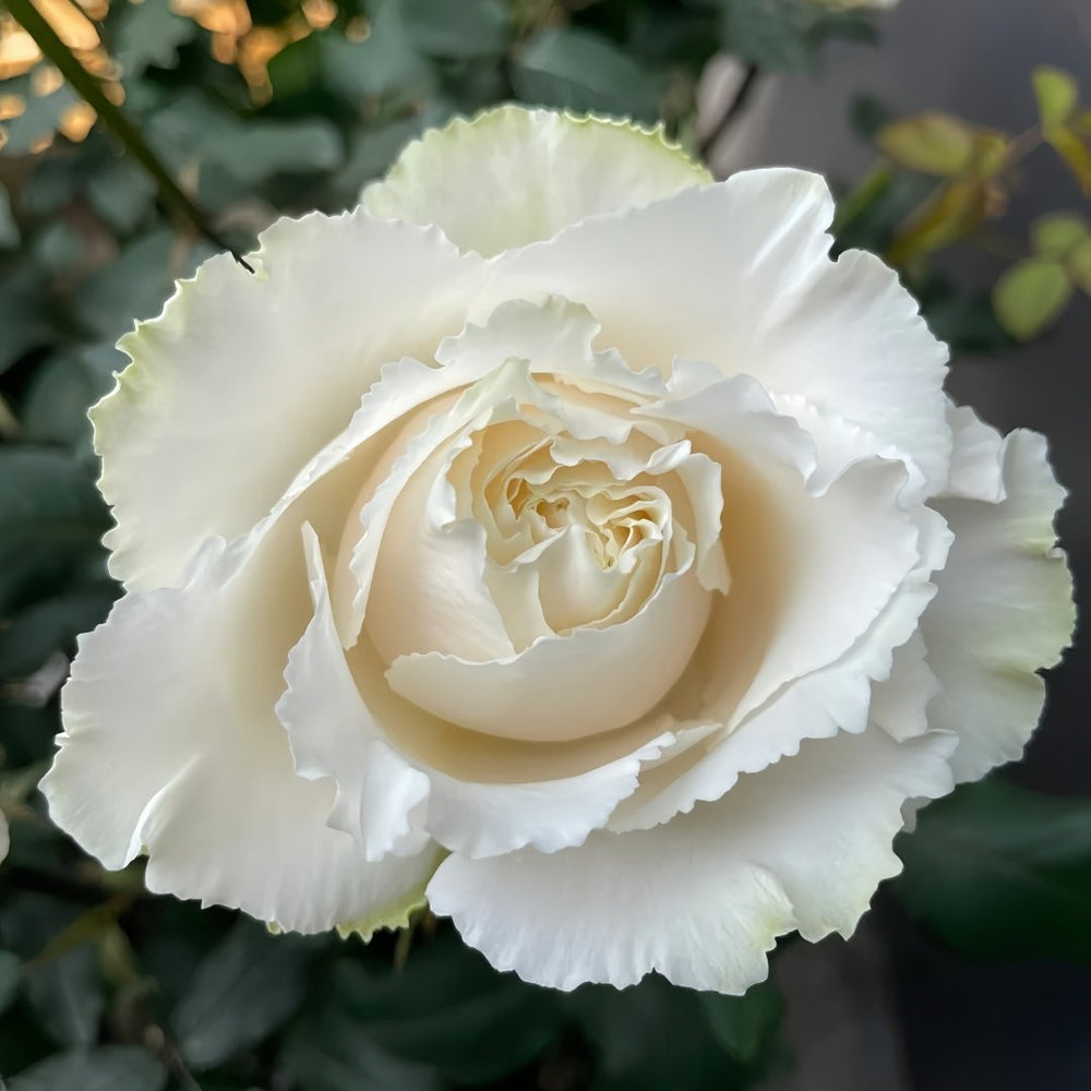 Blanche Neige Rose Plant｜伊芙白雪公主 image 0