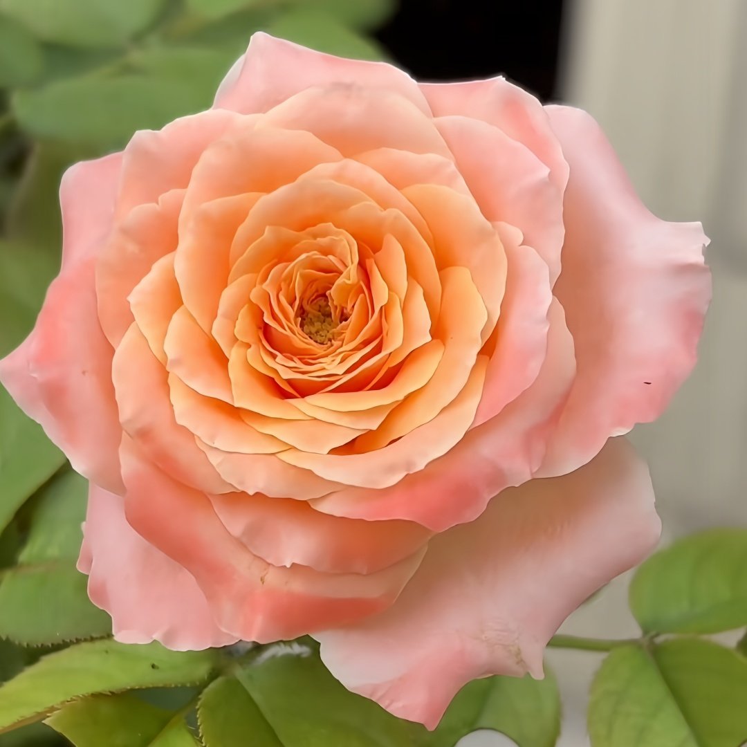 Warm hearted Milk Pastry Rose Plant|暖心奶油酥 image 5