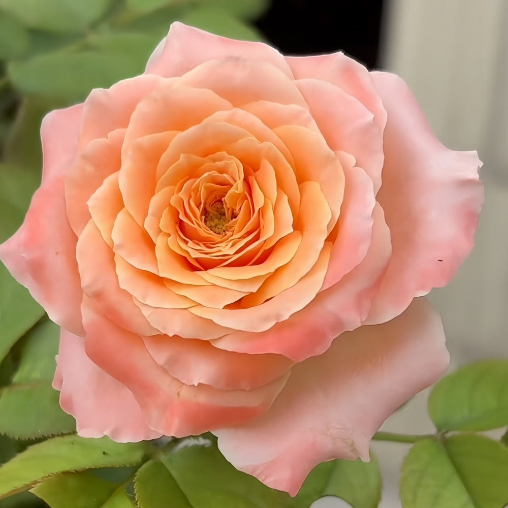Warm hearted Milk Pastry Rose Plant|暖心奶油酥 image 5