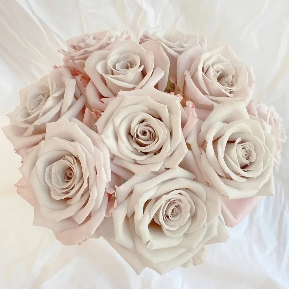 Menta Rose Plant | 曼塔 image 9