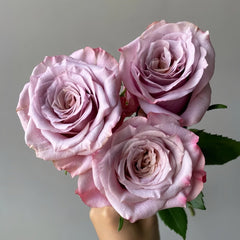 Moon Dust Rose Plant|月光之尘 image 3