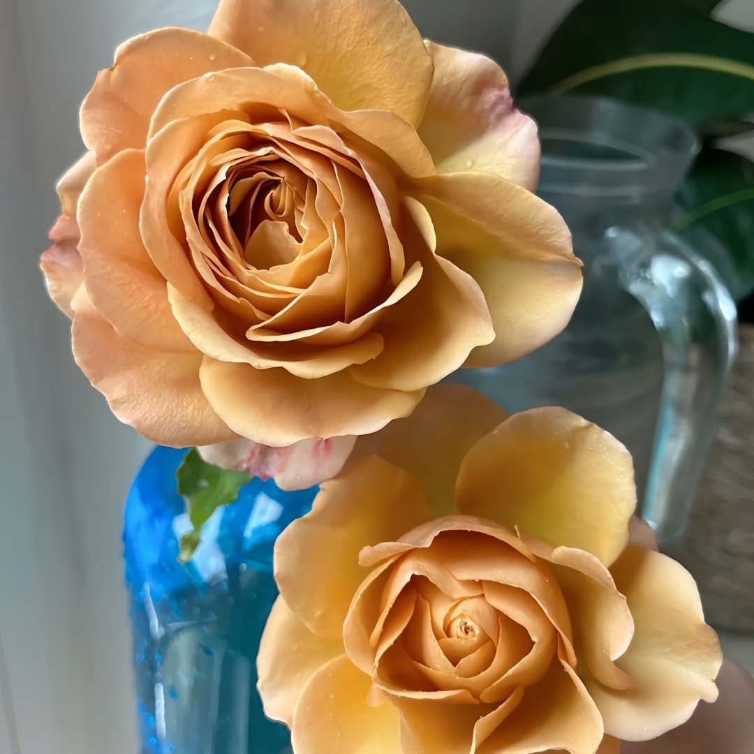 Golden Mustard Rose Plant|黄金芥末 image 4