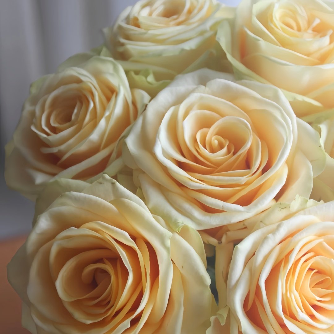 Lemonade Rose Plant|莱蒙乃迪 image 8