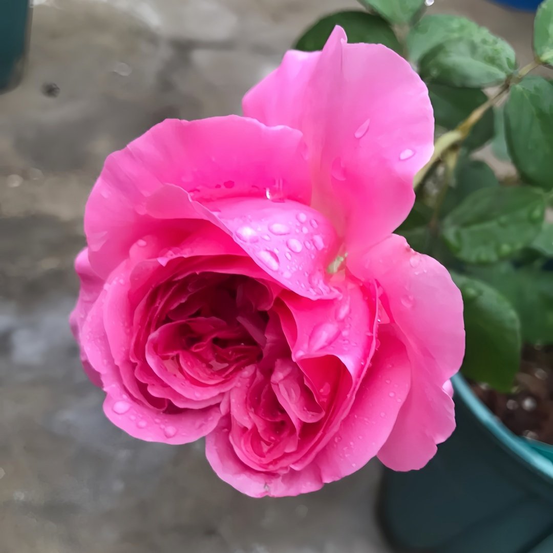 Emily Rose Plant｜艾米丽 image 5