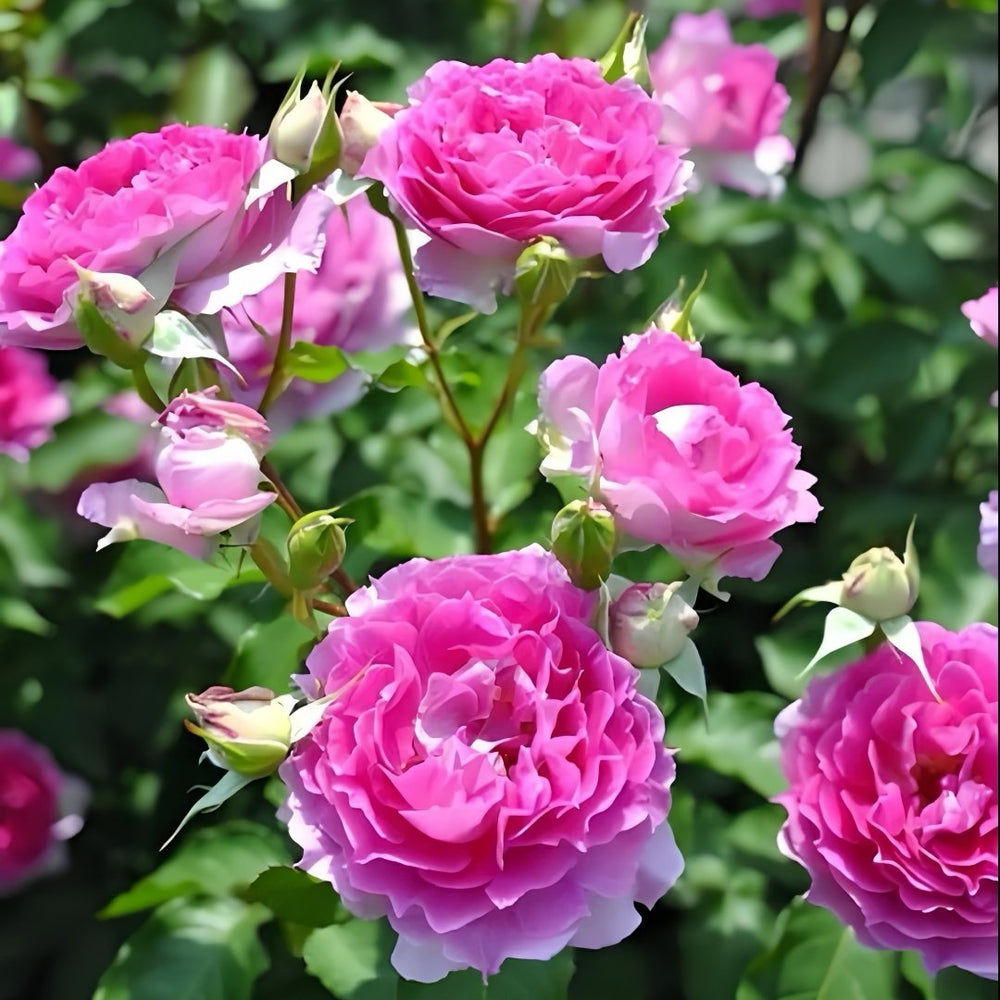 Sheherazade Rose Plant| 天方夜谭 image 9