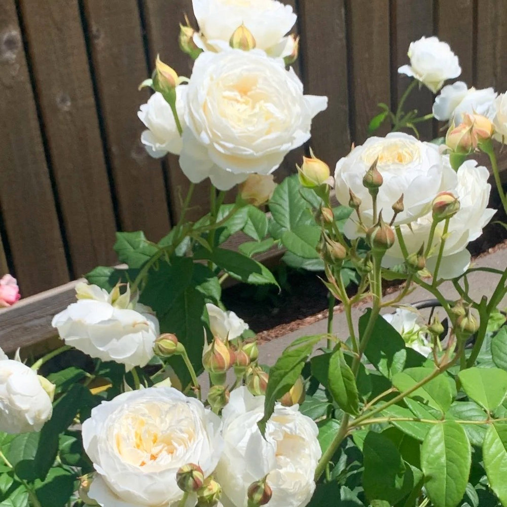Claire Austin Rose Plant|克莱尔奥斯汀 image 9