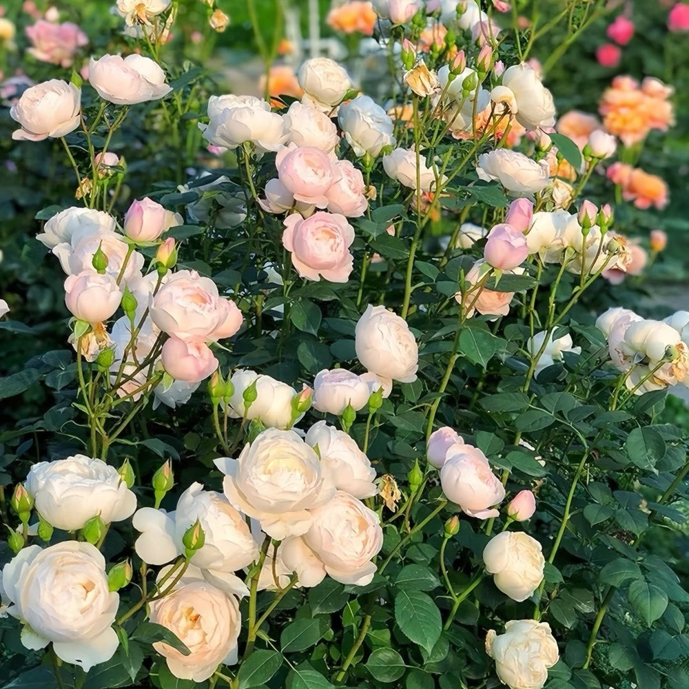 Desdemona Rose Plant|黛丝德蒙娜 image 7